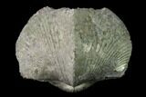 Pyrite Replaced Brachiopod (Paraspirifer) Fossil - Ohio #135564-1